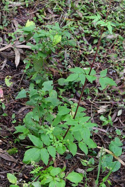 Valeriana sorbifolia, photographed by Neptalí Ramírez Marcial