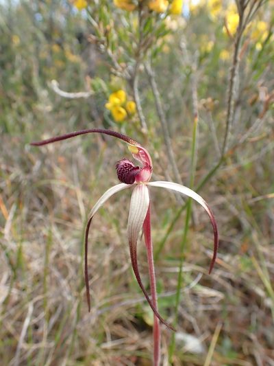 Caladenia dienema, photographed by corunastylis