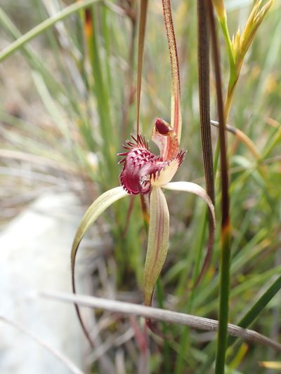Caladenia dienema, photographed by corunastylis