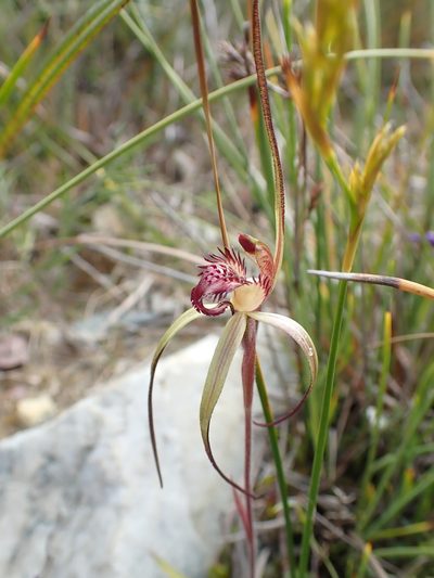 Caladenia dienema, photographed by corunastylis