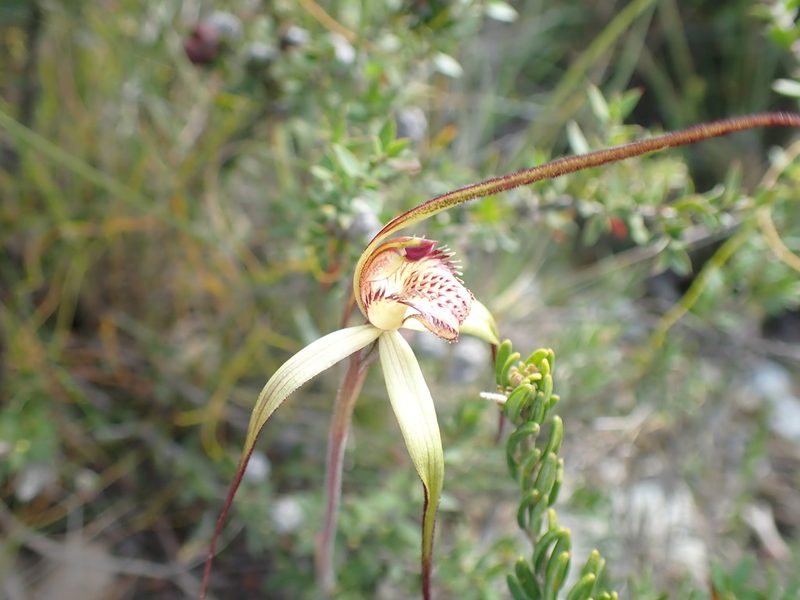 Caladenia dienema, photographed by corunastylis