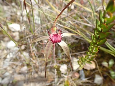Caladenia dienema, photographed by corunastylis