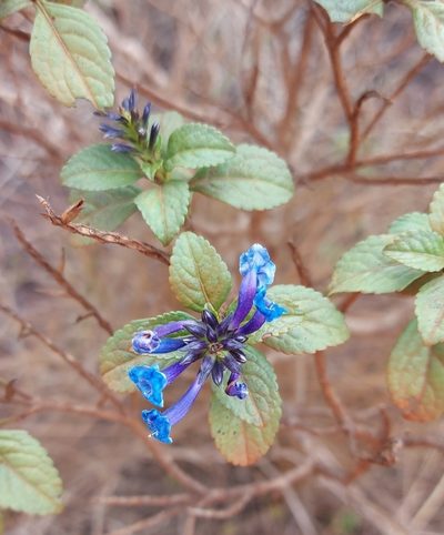 Stachytarpheta glabra, photographed by Filipi Miranda Soares