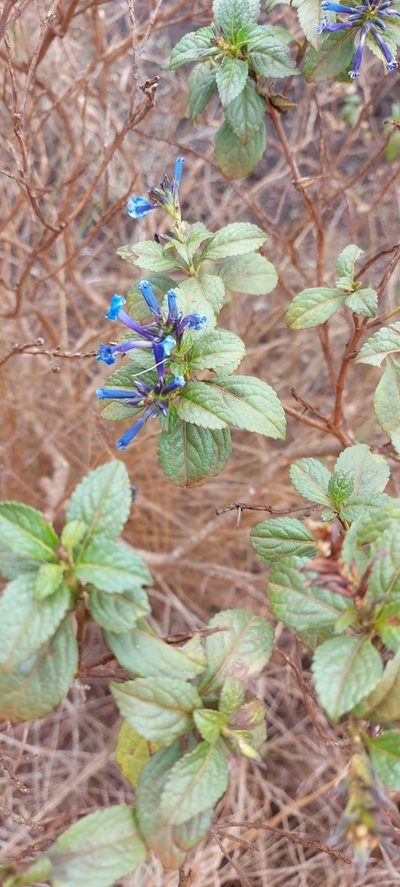 Stachytarpheta glabra, photographed by Filipi Miranda Soares