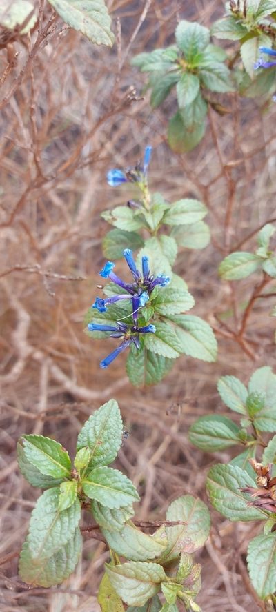 Stachytarpheta glabra, photographed by Filipi Miranda Soares
