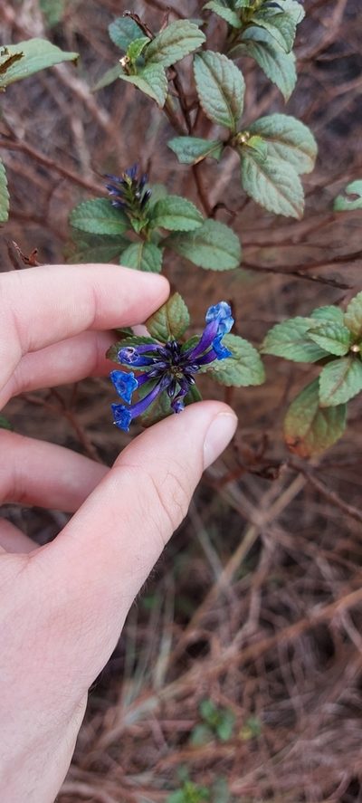 Stachytarpheta glabra, photographed by Filipi Miranda Soares
