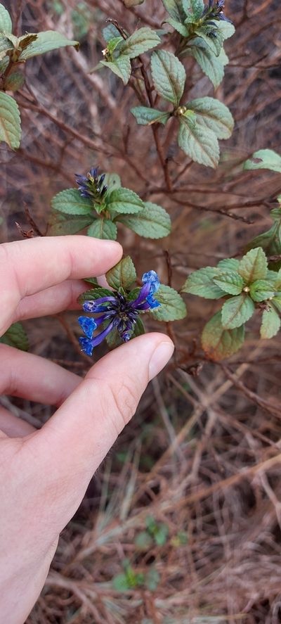 Stachytarpheta glabra, photographed by Filipi Miranda Soares