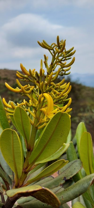 Vochysia thyrsoidea, photographed by Filipi Miranda Soares