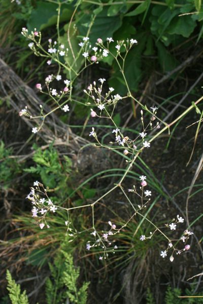 Gypsophila pacifica, photographed by Oleg Kosterin