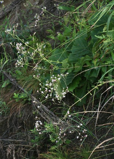 Gypsophila pacifica, photographed by Oleg Kosterin