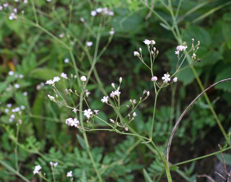 Gypsophila pacifica, photographed by Oleg Kosterin