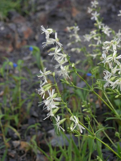 Silene macrostyla, photographed by Oleg Kosterin