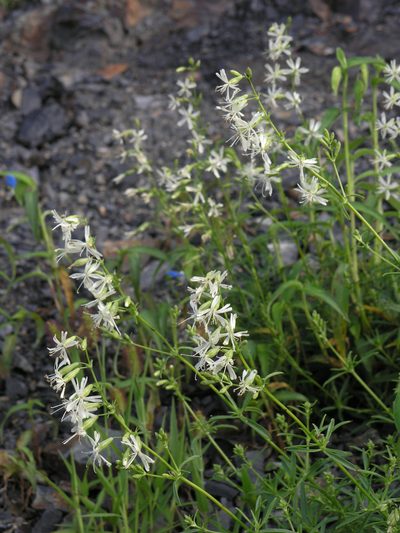 Silene macrostyla, photographed by Oleg Kosterin