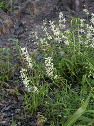 Silene macrostyla, photographed by Oleg Kosterin