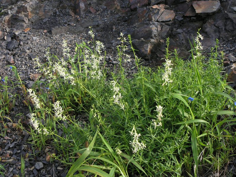 Silene macrostyla, photographed by Oleg Kosterin