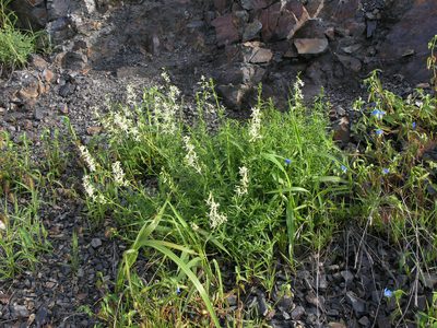 Silene macrostyla, photographed by Oleg Kosterin