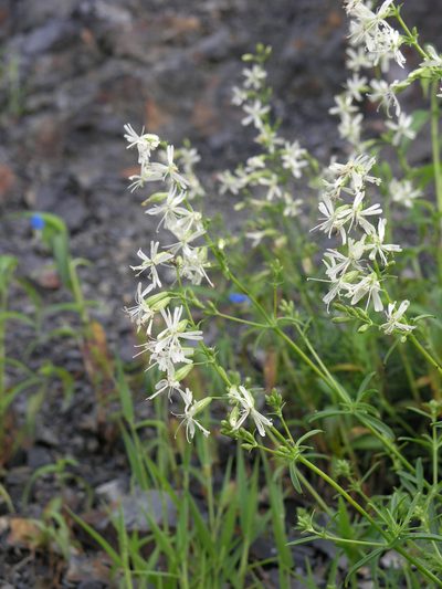 Silene macrostyla, photographed by Oleg Kosterin