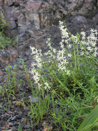 Silene macrostyla, photographed by Oleg Kosterin