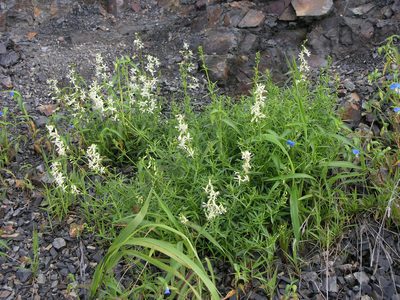 Silene macrostyla, photographed by Oleg Kosterin