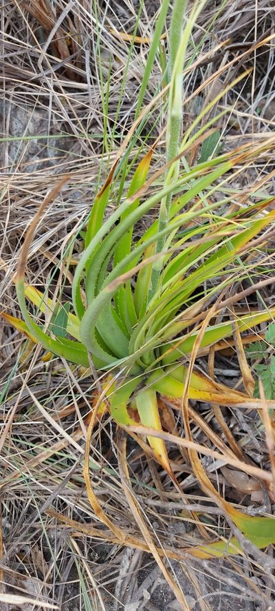 Dyckia saxatilis, photographed by Filipi Miranda Soares