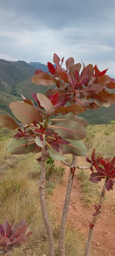 Kielmeyera coriacea, photographed by Filipi Miranda Soares