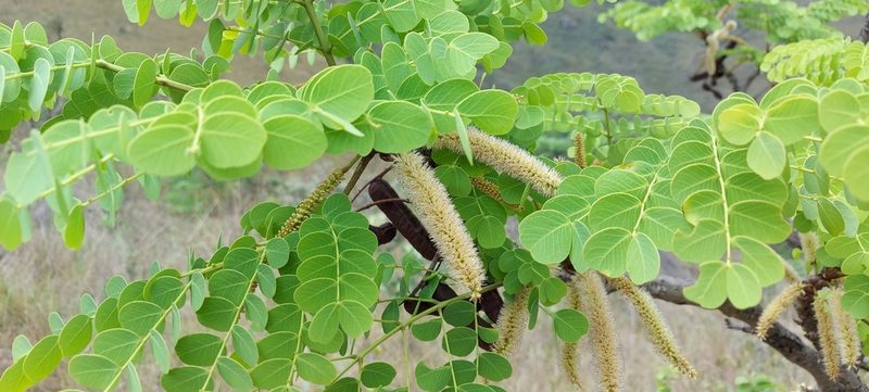 Stryphnodendron adstringens, photographed by Filipi Miranda Soares