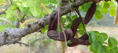 Stryphnodendron adstringens, photographed by Filipi Miranda Soares