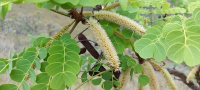 Stryphnodendron adstringens, photographed by Filipi Miranda Soares