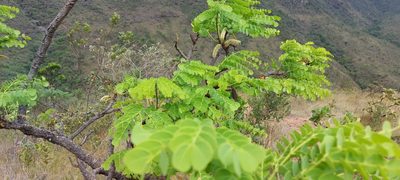Stryphnodendron adstringens, photographed by Filipi Miranda Soares