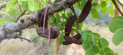 Stryphnodendron adstringens, photographed by Filipi Miranda Soares