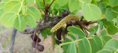 Stryphnodendron adstringens, photographed by Filipi Miranda Soares