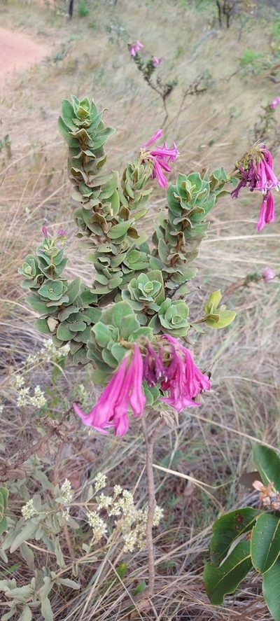 Spigelia sellowiana, photographed by Filipi Miranda Soares