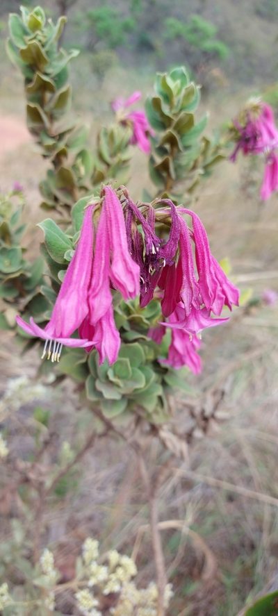 Spigelia sellowiana, photographed by Filipi Miranda Soares