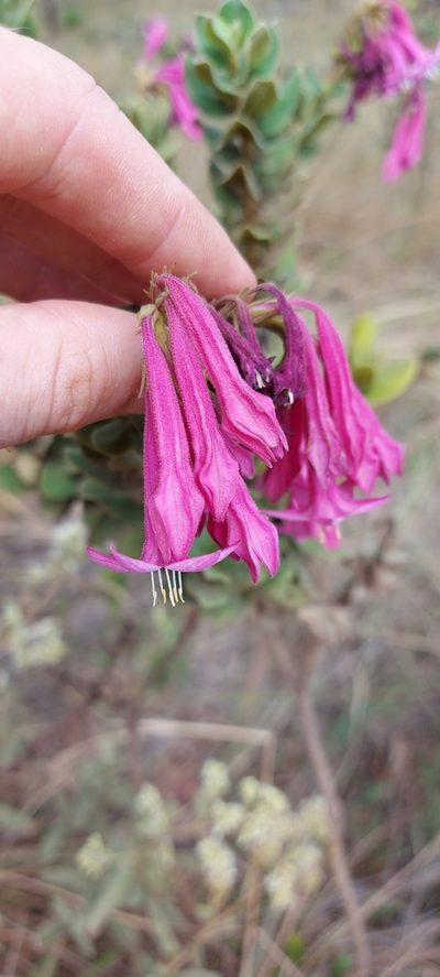 Spigelia sellowiana, photographed by Filipi Miranda Soares