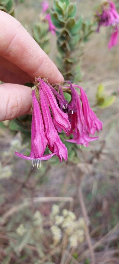 Spigelia sellowiana, photographed by Filipi Miranda Soares