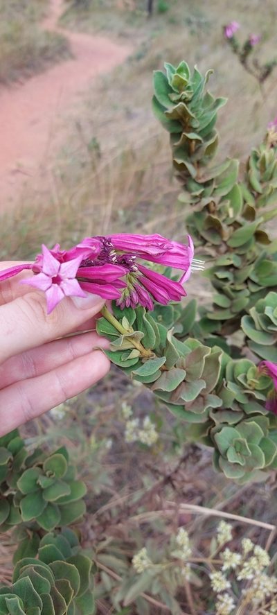 Spigelia sellowiana, photographed by Filipi Miranda Soares