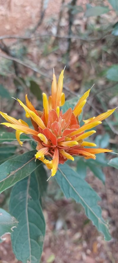 Justicia riparia, photographed by Filipi Miranda Soares