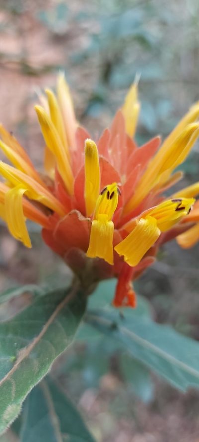 Justicia riparia, photographed by Filipi Miranda Soares