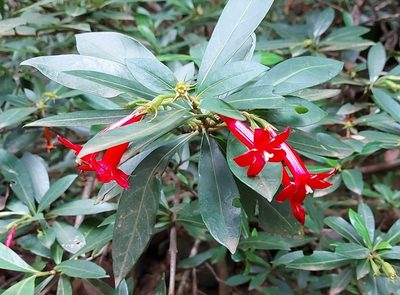 Augusta longifolia, photographed by Filipi Miranda Soares