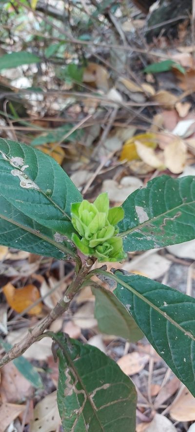 Justicia riparia, photographed by Filipi Miranda Soares