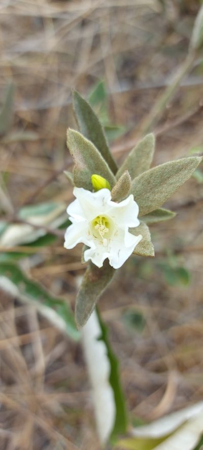 Distimake tomentosus, photographed by Filipi Miranda Soares