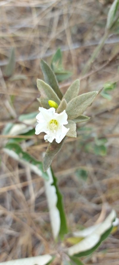 Distimake tomentosus, photographed by Filipi Miranda Soares