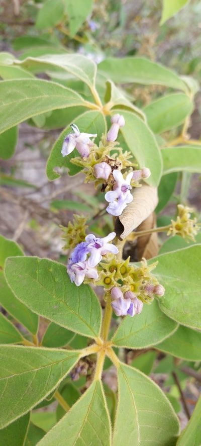 Vitex polygama, photographed by Filipi Miranda Soares