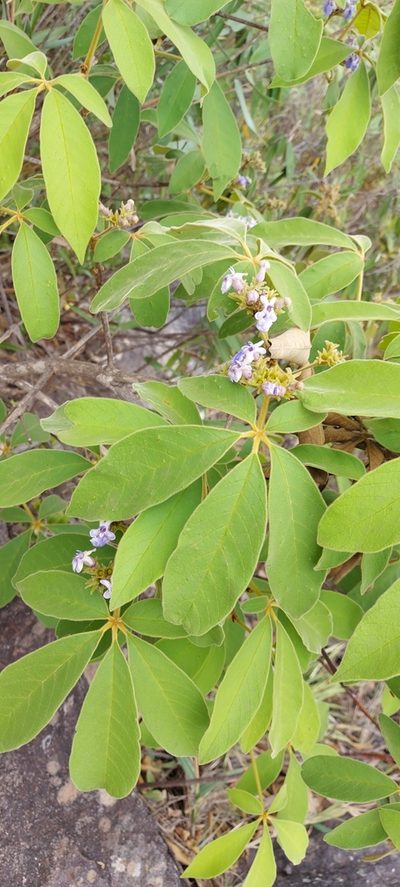 Vitex polygama, photographed by Filipi Miranda Soares