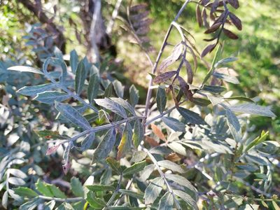 Schinus lentiscifolia, photographed by Noelia