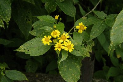 Lasianthaea fruticosa, photographed by Eric Knight