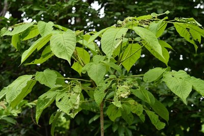 Roseodendron donnell-smithii, photographed by adel-fridus