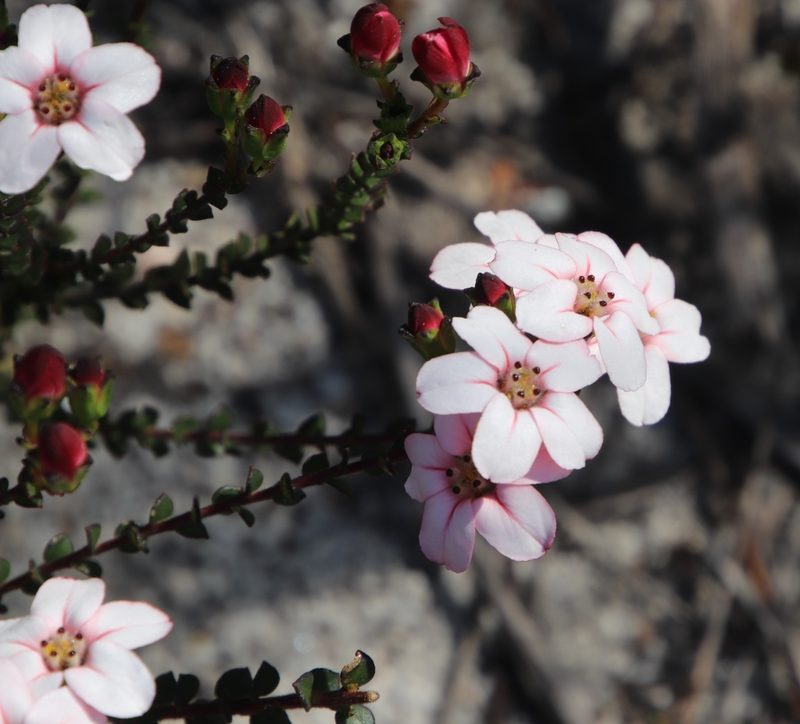 Adenandra mundiifolia, photographed by Tony Rebelo