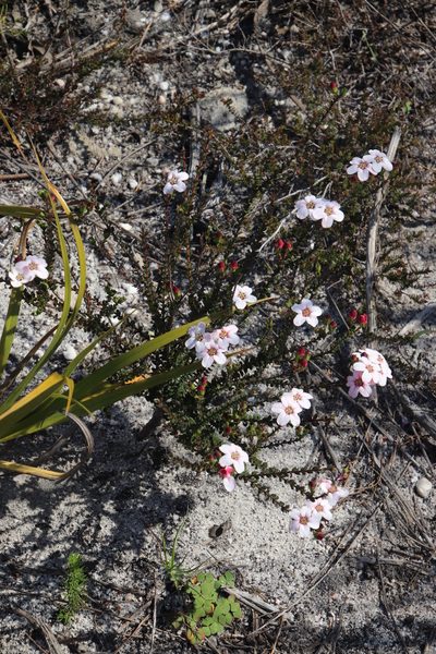 Adenandra mundiifolia, photographed by Tony Rebelo