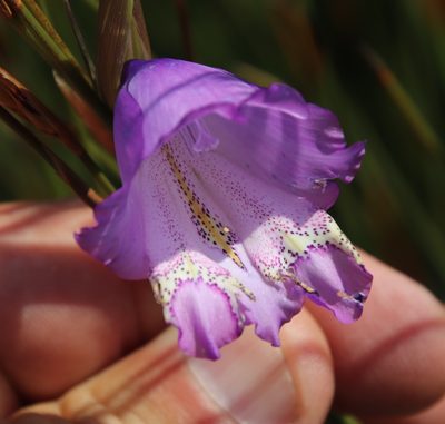 Gladiolus bullatus, photographed by Tony Rebelo